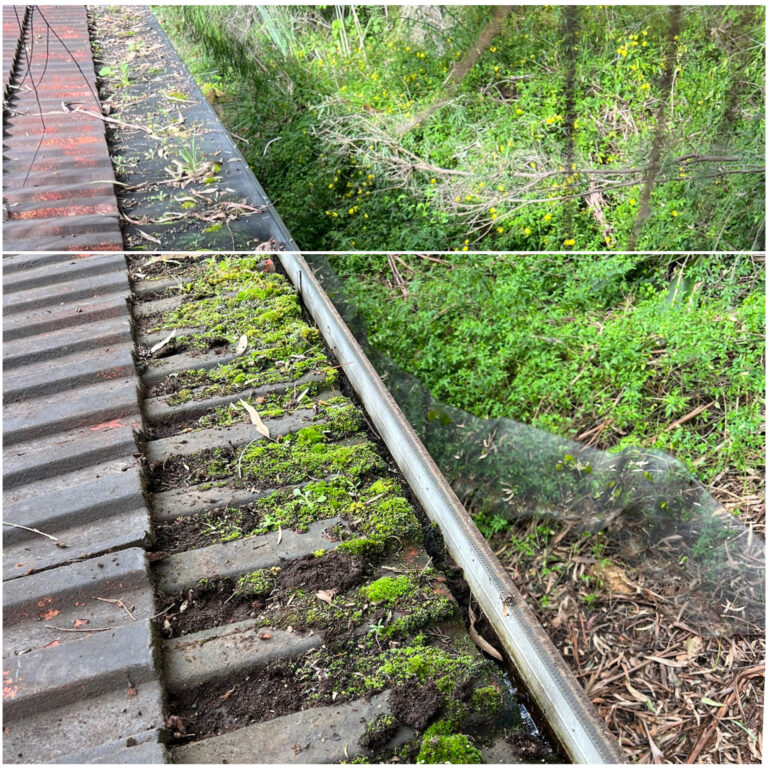 Tiled roof with heavy moss growth beneath gutter guard before mesh was removed and gutters cleaned.