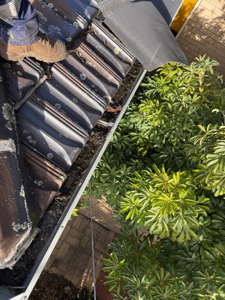 Plastic gutter guard being removed from a glazed terracotta roof, revealing gutters full of trapped organic debris underneath.